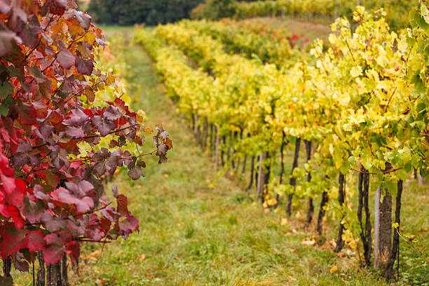 istock Vineyard with vine plants in a row during fall season 2233337139
