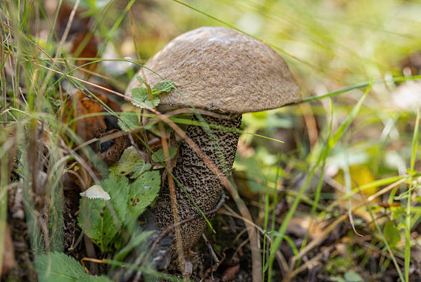 Edible brown birch bolete mushroom growing in grass and forest soil