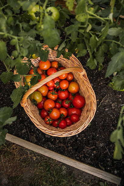 istock Ripe tomatoes on plant 2233338279