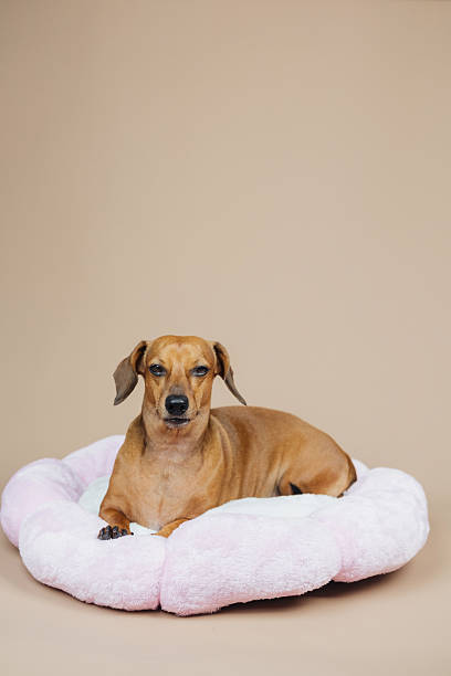 istock Dachshund dog resting on a soft pink pet bed, studio 2233340272