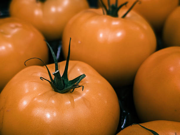 Fresh  yellow tomatoes isolated against white, symbolizing healthy eating, freshness, and natural farm produce.