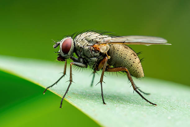 istock Tropical Fruit Fly Drosophila Diptera Parasite Insect Pest on Vegetable Leaf Macro 2233340616