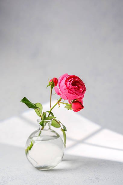 istock Single pink rose with buds in a clear glass vase on a textured surface with window light shadows. 2233340793