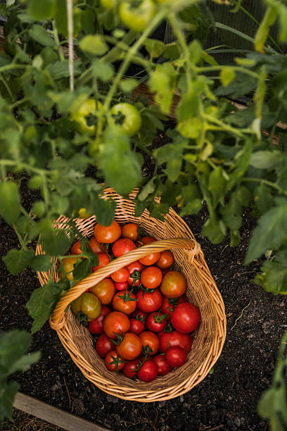 istock Ripe tomatoes on plant 2233340801