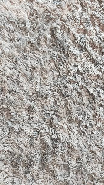 istock A fuzzy white carpet with a few brown spots 2233341158