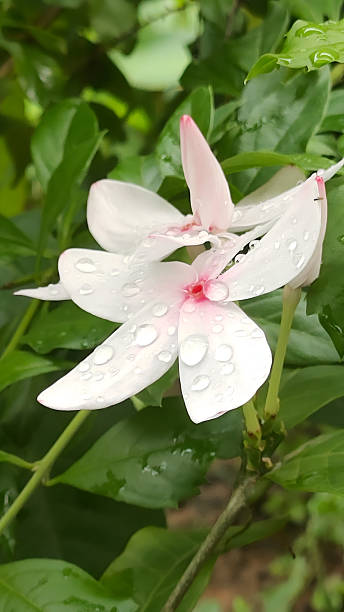 istock A flower with a pink center and white petals 2233341298