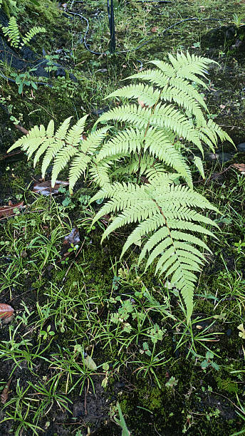 istock A green plant with leaves is growing in the grass 2233341420