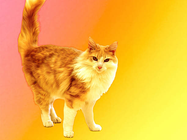 Norwegian Forest Cat