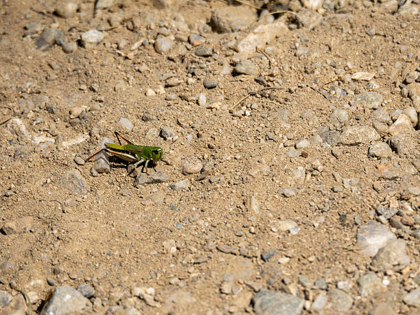 Grasshoper on a dirty road in the Bucegi mountains plateau, Romani