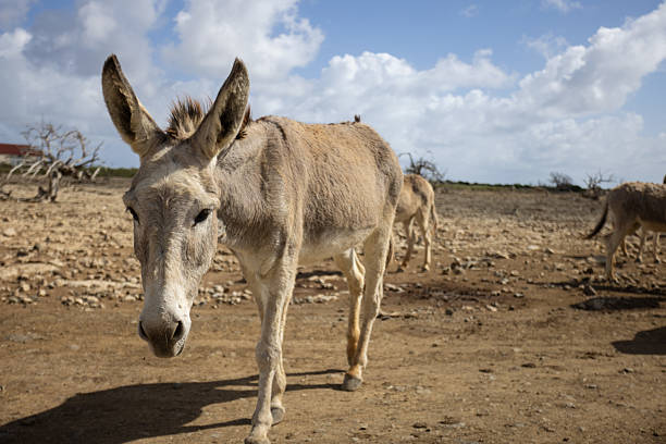 istock Donkey walking on a deserted land. Wild donkeys. 2233342661