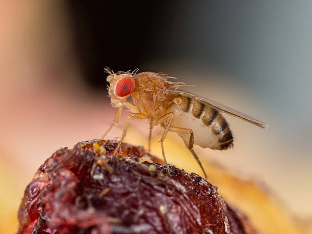 istock Tropical Fruit Fly Drosophila Diptera Parasite Insect Pest on Vegetable Macro 2233345276