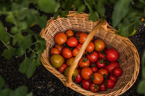 istock Ripe tomatoes on plant 2233347197