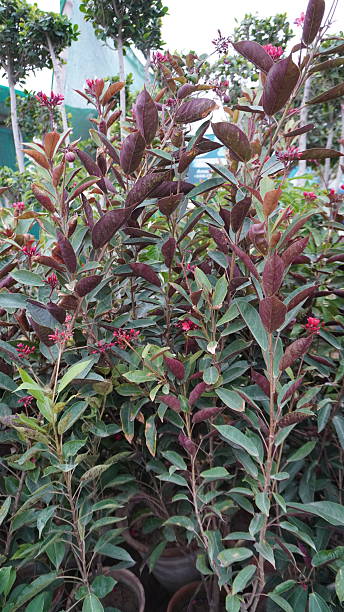 istock Plants with red buds and glossy green chocolate leaves 2233352272