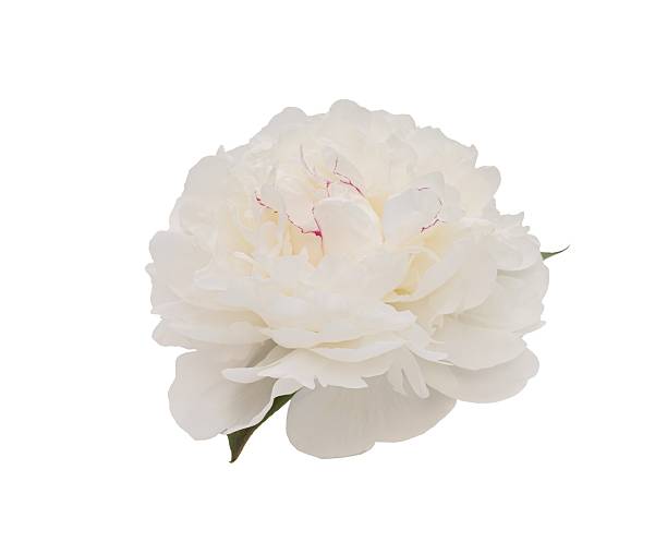 istock White peony spring flower isolated on white background. Close up nature for design 2233352421