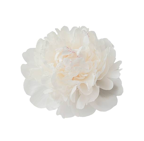 istock Delicate white peony summer flower isolated on white background. Close up for design. Nature 2233352424