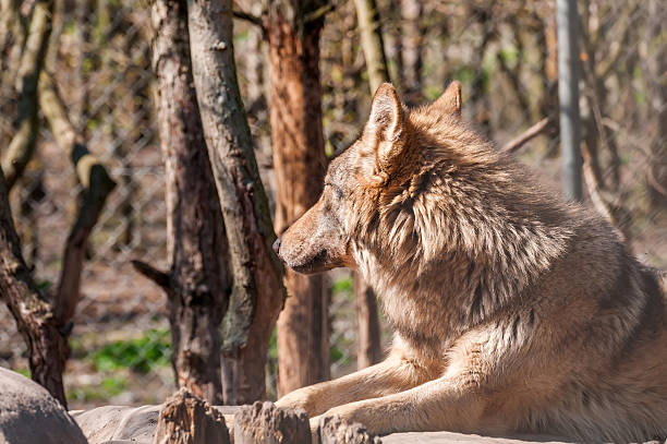 istock Portrait of a wolf in the zoo 2233354721