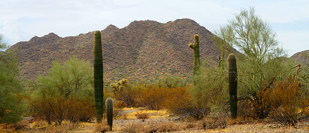 istock Winter San Tan Mountains Sonoran Desert Arizona 2233355914