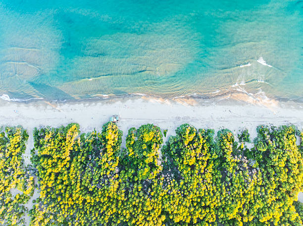 Overhead view of a green forest by the white sand beach facing the sea, sunset view, Argentario, Grosseto province, Tuscany, Mediterranean Sea, Italy