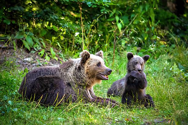 istock Mother bear with her cubs on the grass 2233356376