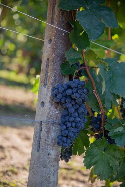 istock Wine Grape Cluster on Concrete Post in Italian Piedmont Vineyard 2233357215
