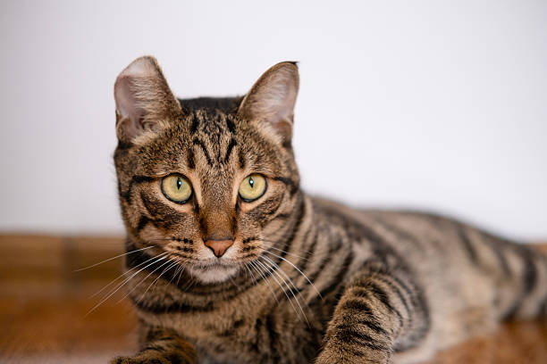 istock A beautiful cat with a tiger color 2233357821
