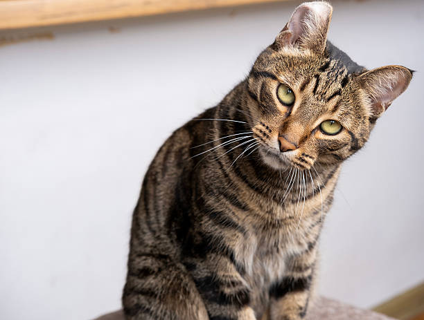 istock A beautiful cat with a tiger color 2233357832