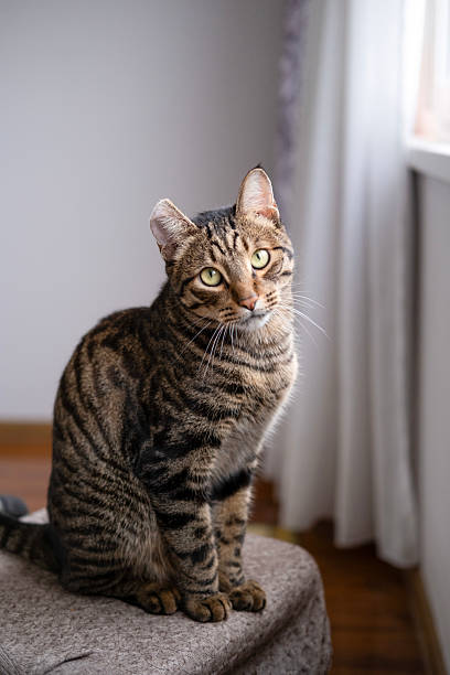 istock A beautiful cat with a tiger color 2233357843