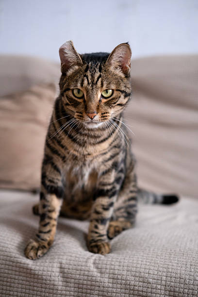 istock A beautiful cat with a tiger color 2233357892