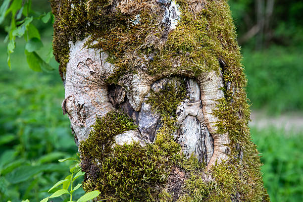 Tree trunk and roots covered in lush moss in the forest. Natural textures in earthy green tones. Doubs, France