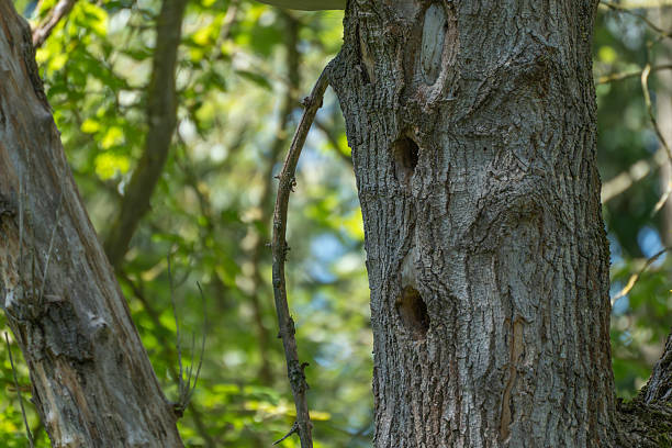 istock Close-up of tree bark with several woodpecker holes. 2233358161