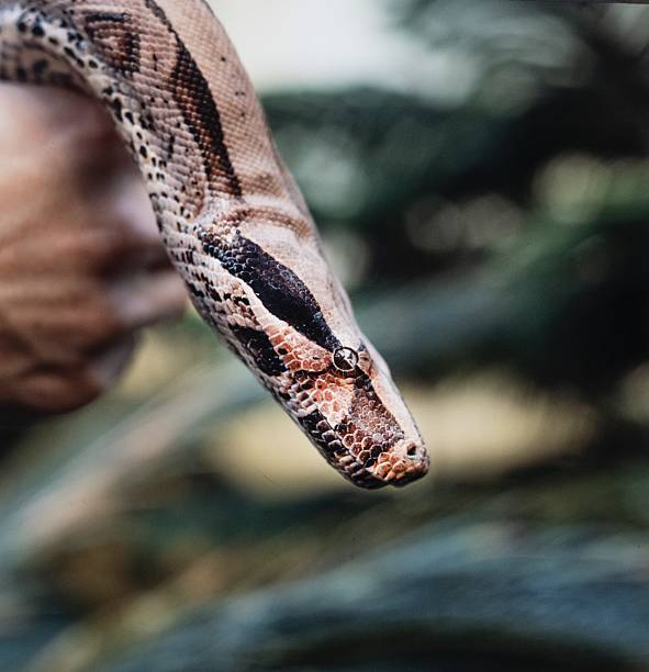 istock Snake head in close up at the zoo 2233359247