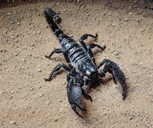 The scorpion lies still on the earthy ground, showing its dark shiny exoskeleton. Its claws and tail are visible in detail, representing strength and defense. A fascinating glimpse into the world of nocturnal creatures and their survival.