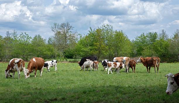 istock Cows in Dutch pasture in Uffelte Drenthe Netherlands 2233360240