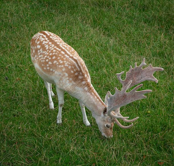 View of Deer grazing in a local park in Cheshire, UK
