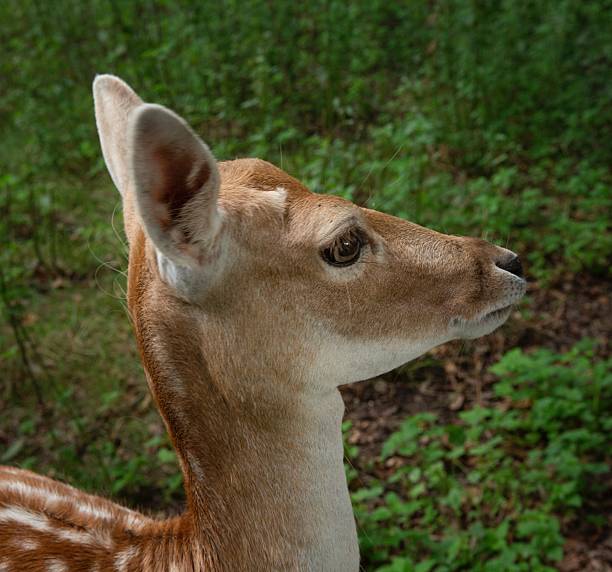 Single fawn in the forest looking in the distance.