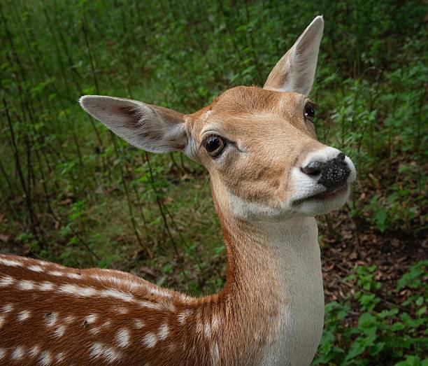 Fallow deer (Dama dama) resting in a forest during a beautiful springtime day in the Amsterdamse Waterleiding Duinen nature reserve in North-Holland, The Netherlands.