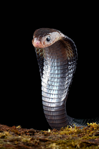 istock King cobra snake on a black background 2233361351