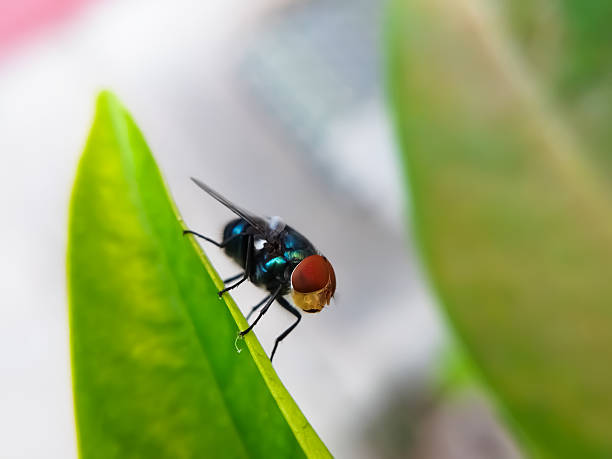 istock Chrysomya megacephala, more commonly known as the oriental latrine fly or oriental blue fly. Cochliomyia hominivorax, the New World screwworm fly 2233361426