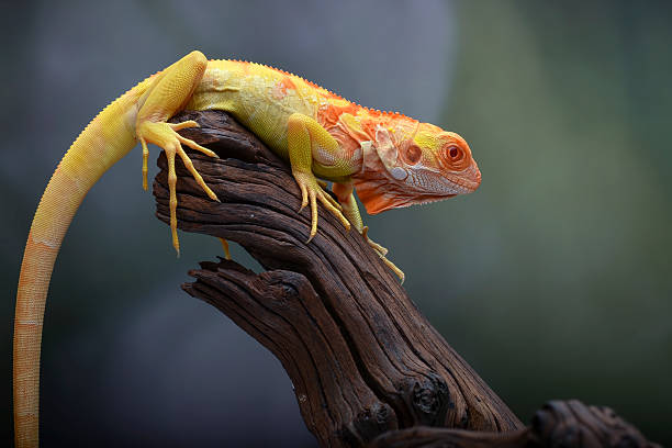 istock Albino iguana ( iguana iguana ) on a tree branch 2233361493