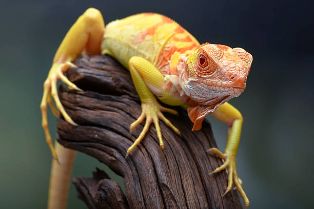 Albino iguana ( iguana iguana ) on a tree branch