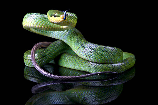 istock The red-tailed racer on a black background 2233361507