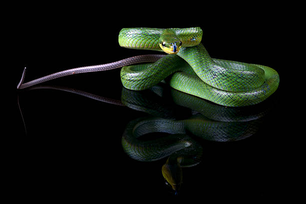 istock The red-tailed racer on a black background 2233361508