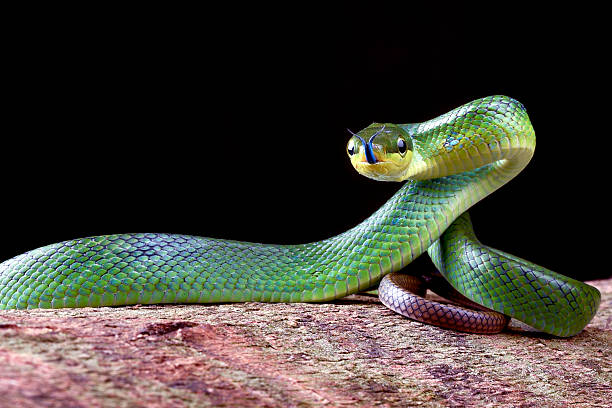 istock The red-tailed racer on a black background 2233361515