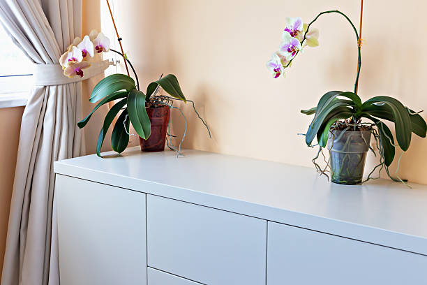 istock Elegant orchids in decorative pots on modern white cabinet against soft peach wall 2233361560