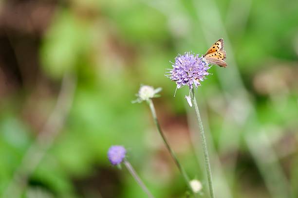 Small copper butterfly perched on purple flower heads
