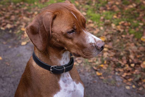 Medium sized brown dog in natural surroundings. Sitting in the forest in autumn