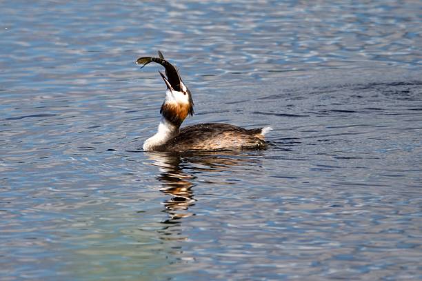 istock Great Crested Grebe water bird trying to swallow a fish 2233363924