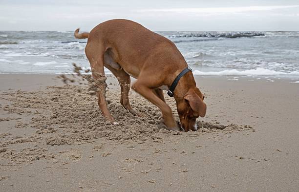 istock Medium sized brown dog in natural surroundings. 2233364306