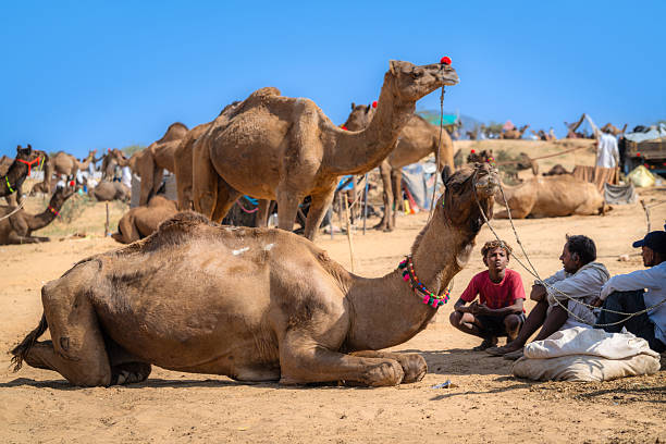 istock Camel Market With Traders and Animals in the Desert Environment 2233368881