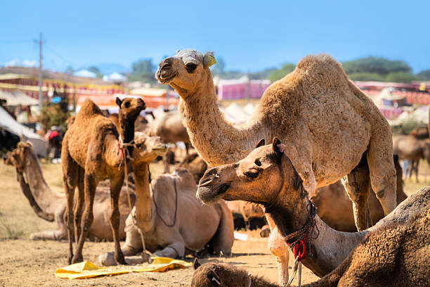 A vibrant scene at the Pushkar Camel Fair in Rajasthan, showcasing camels resting among bustling fairgrounds in a cultural and traditional Indian desert setting.